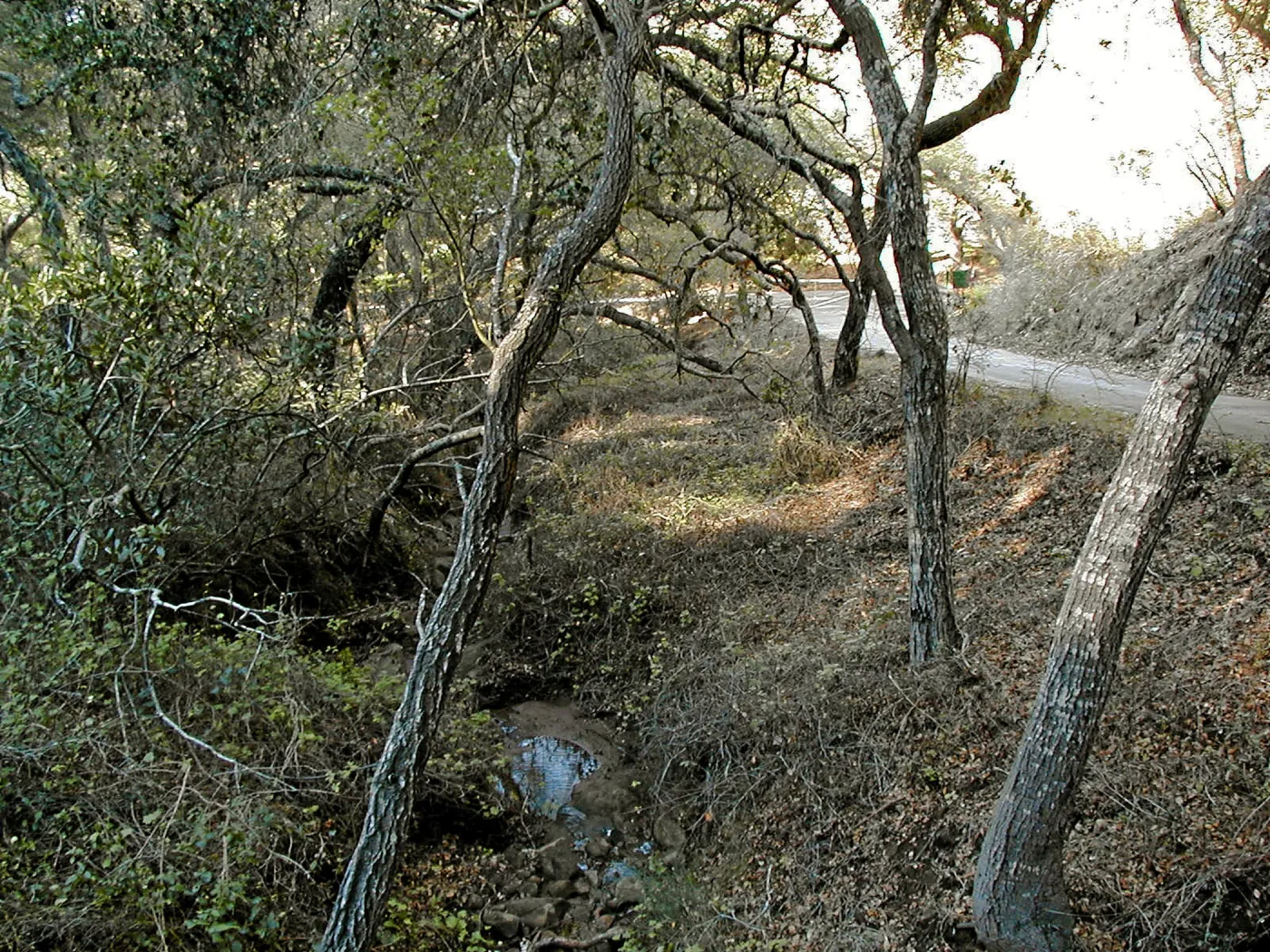 Toro canyon, winter