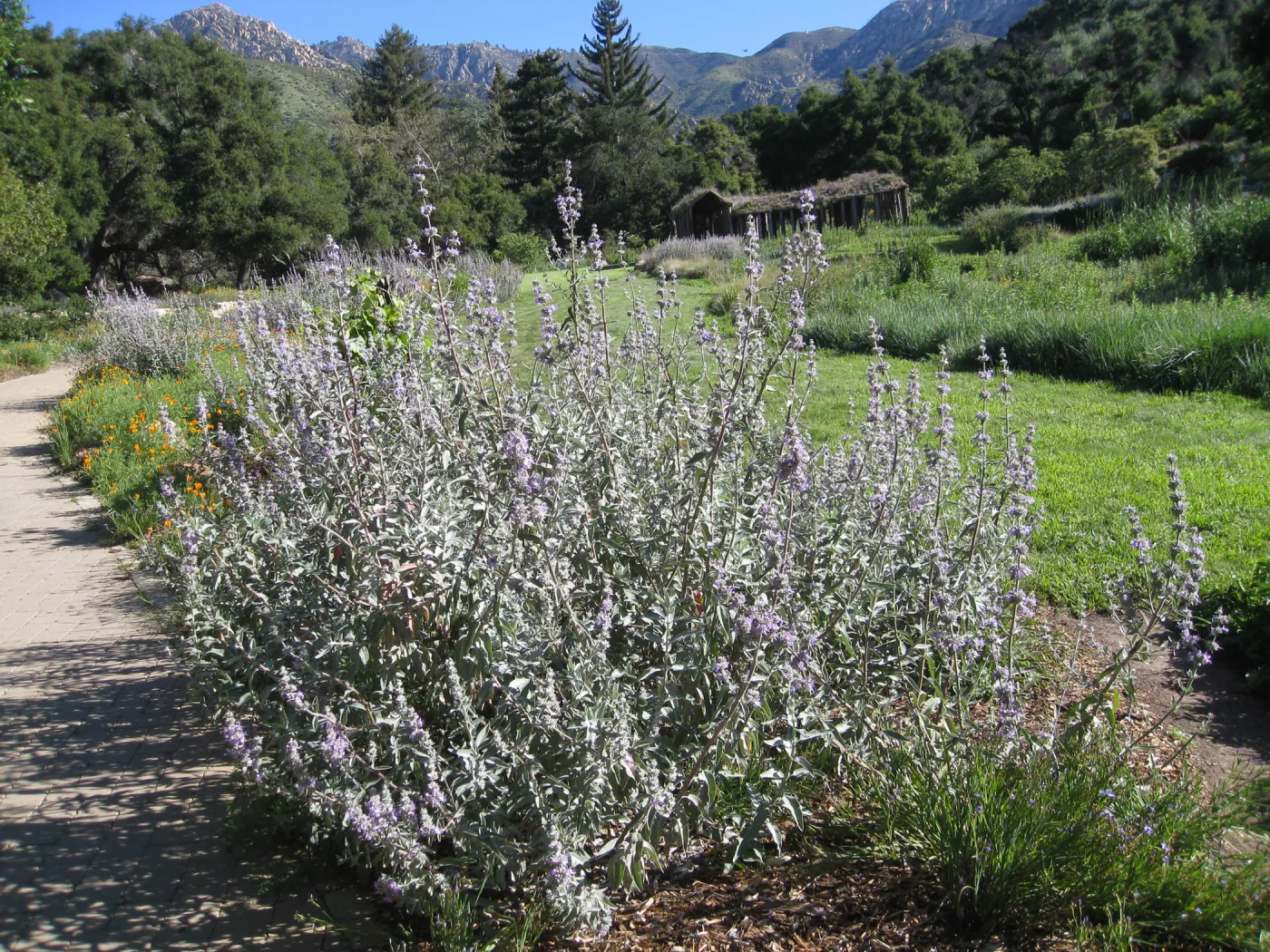 Salvia 'Desperado' in Meadow border
