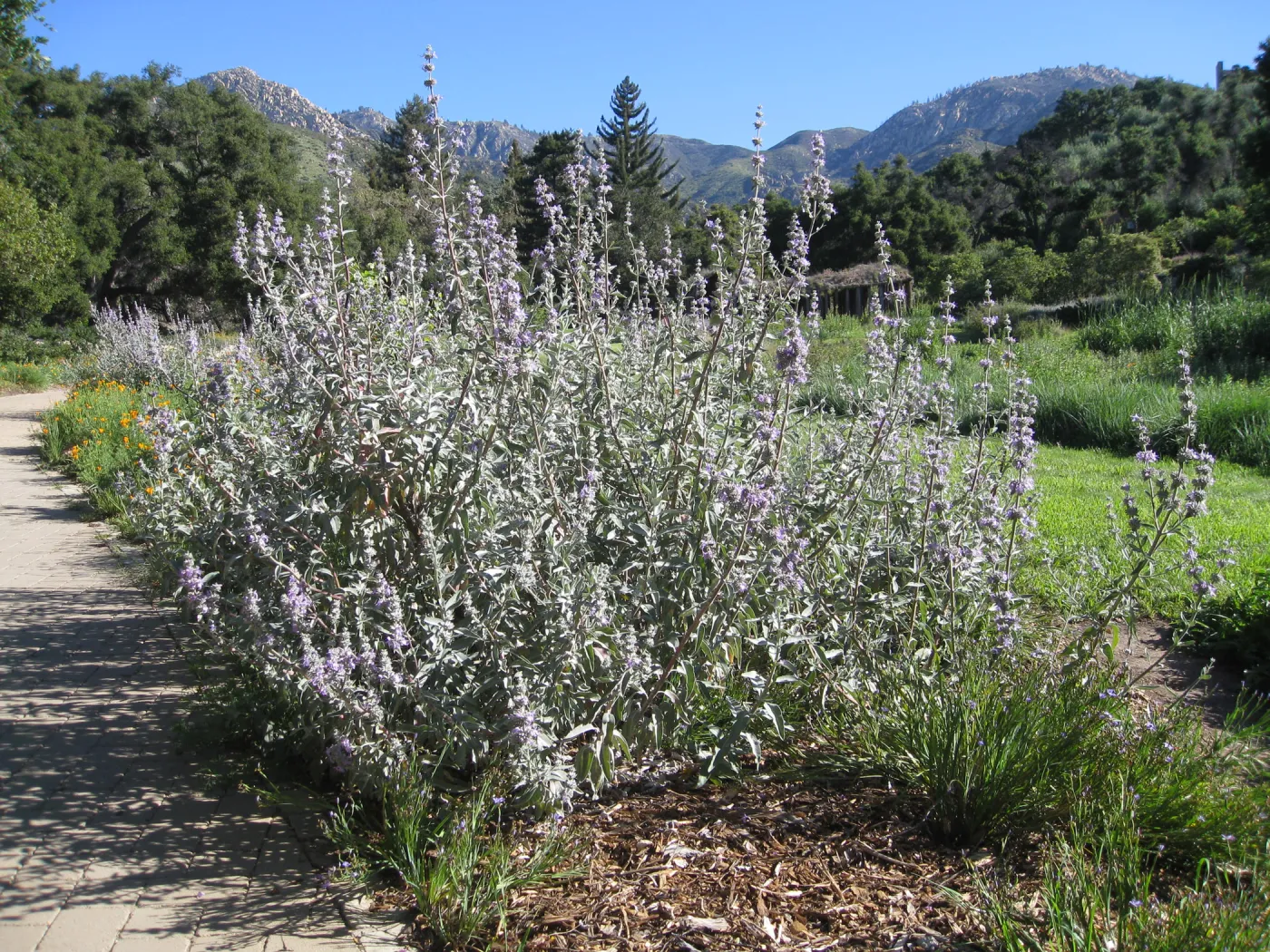 Salvia Desperado in Meadow border (Sage)