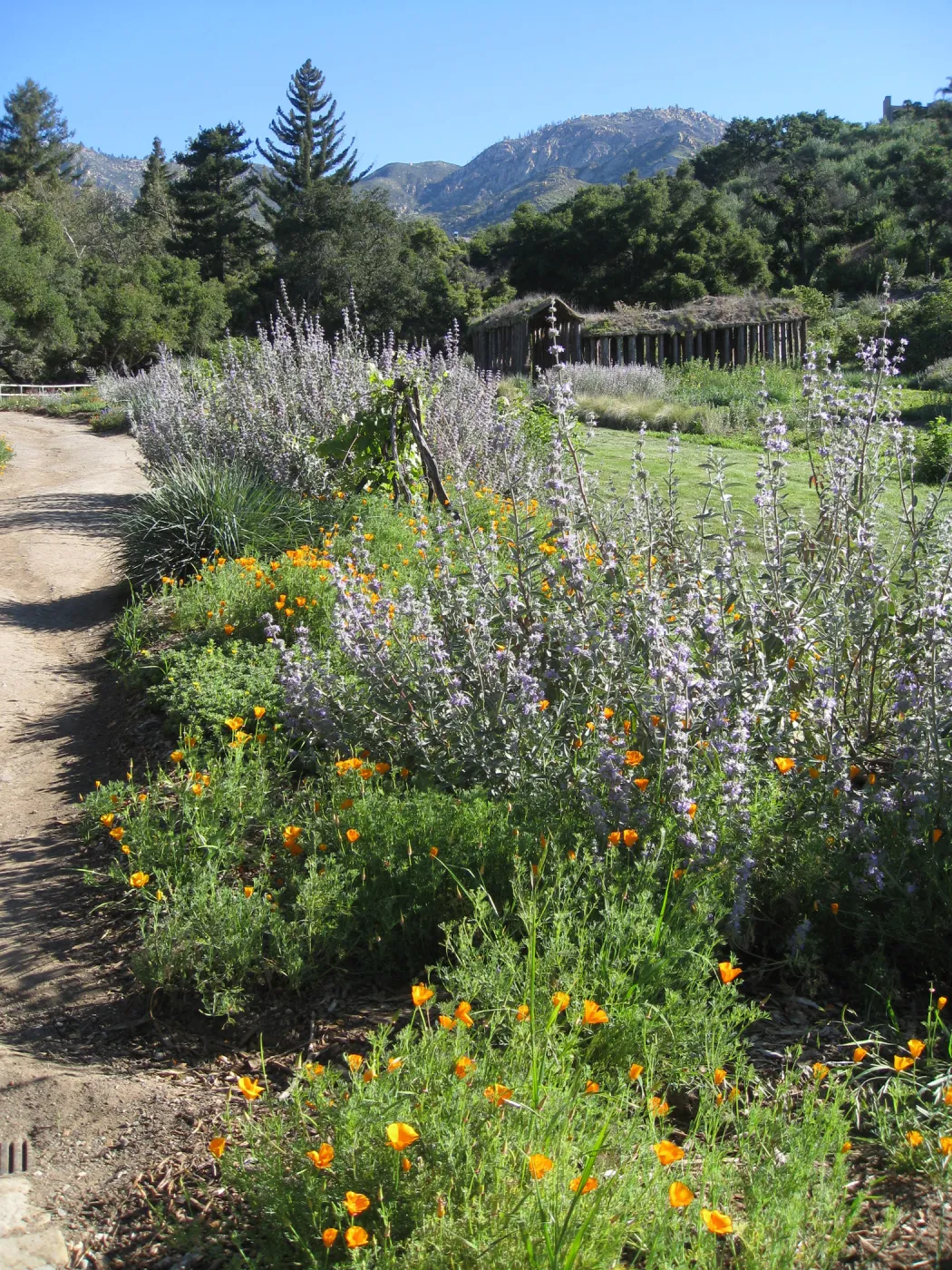 Meadow border