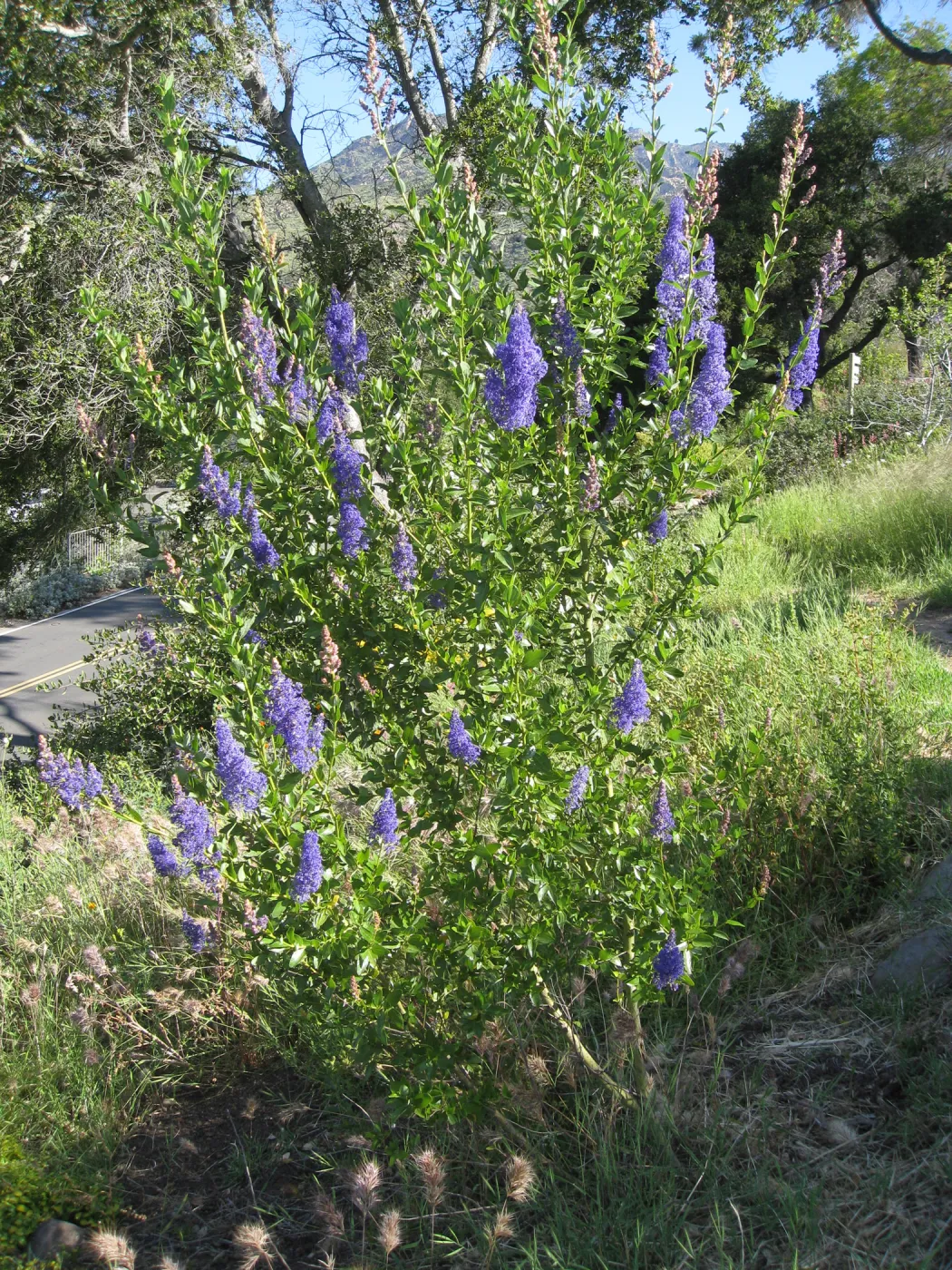 Ceanothus cyaneus volunteer post fire, Porter Trail