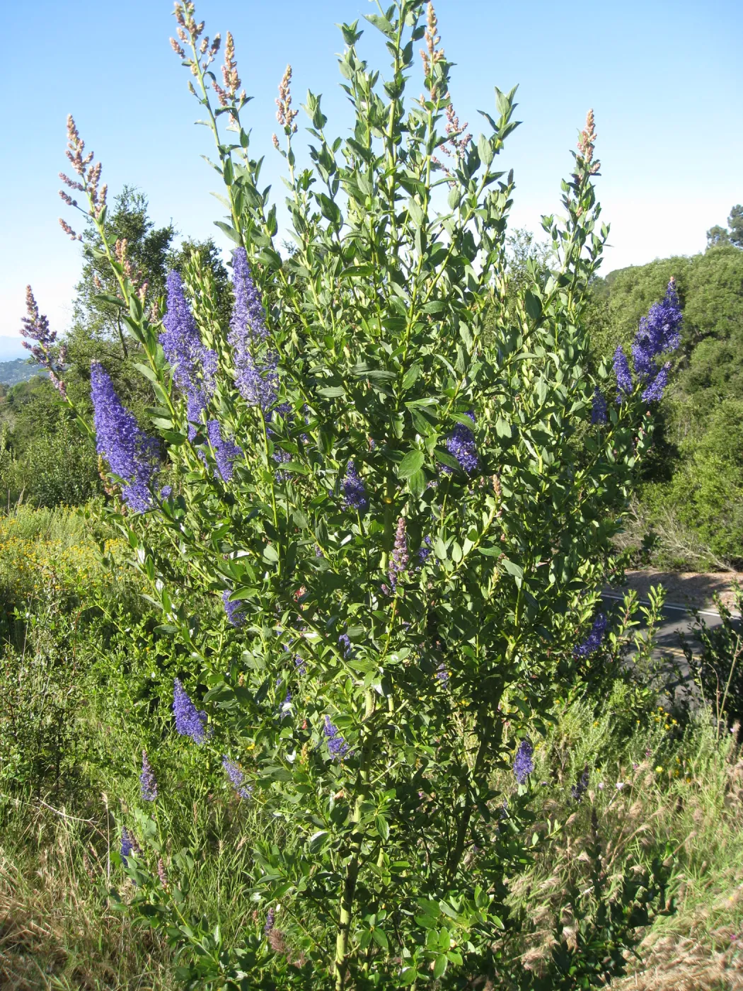 Ceanothus cyaneus volunteer post fire, Porter Trail