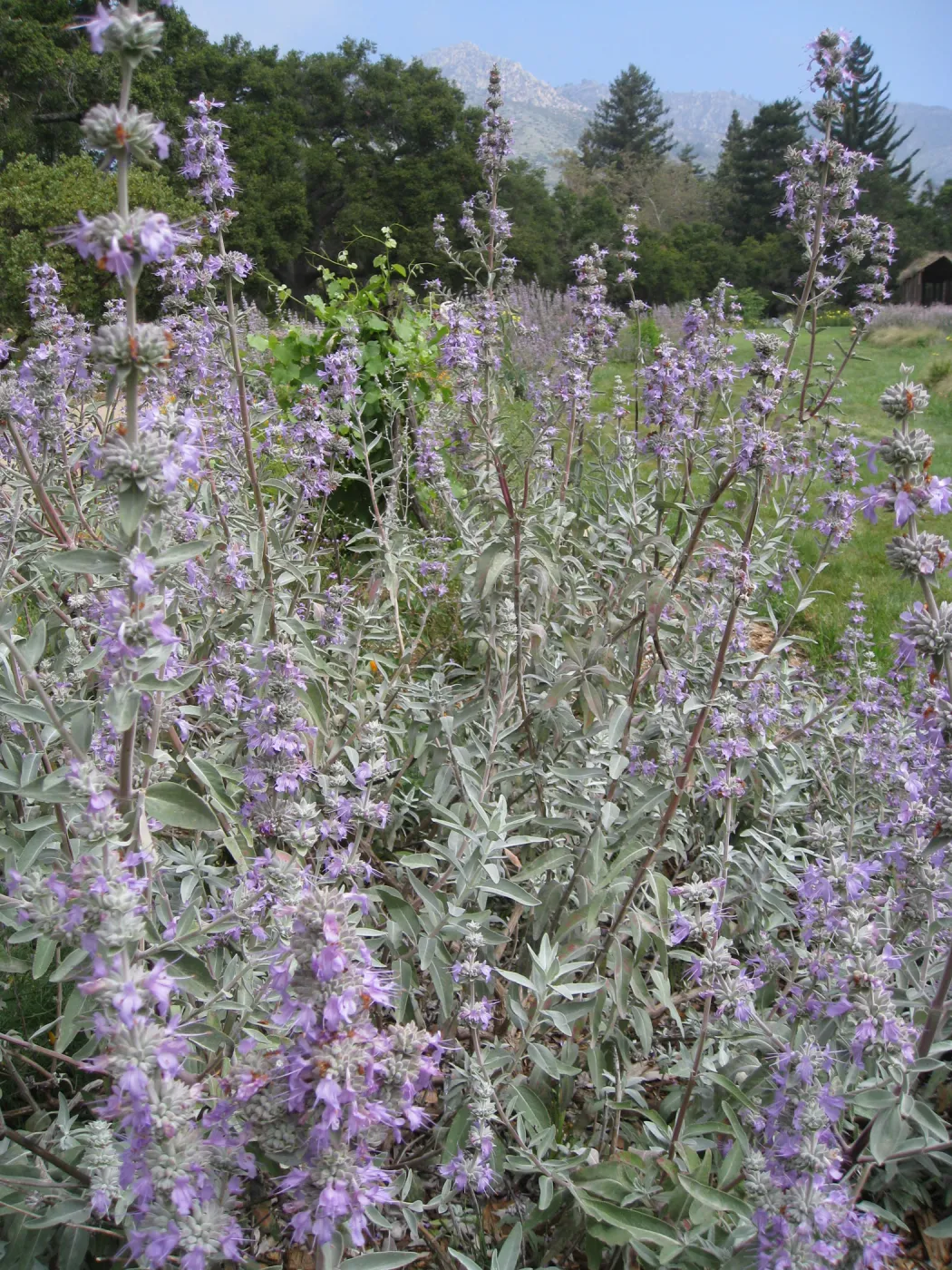 Salvia 'Desperado' in Meadow border