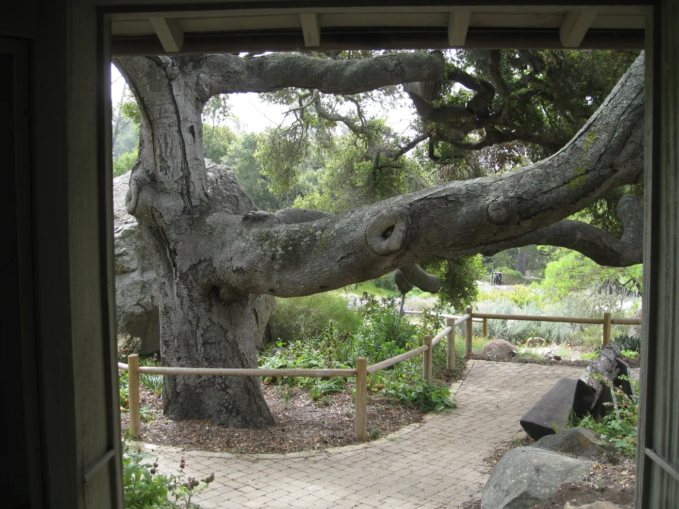Coast live oak from Information Kiosk doorway
