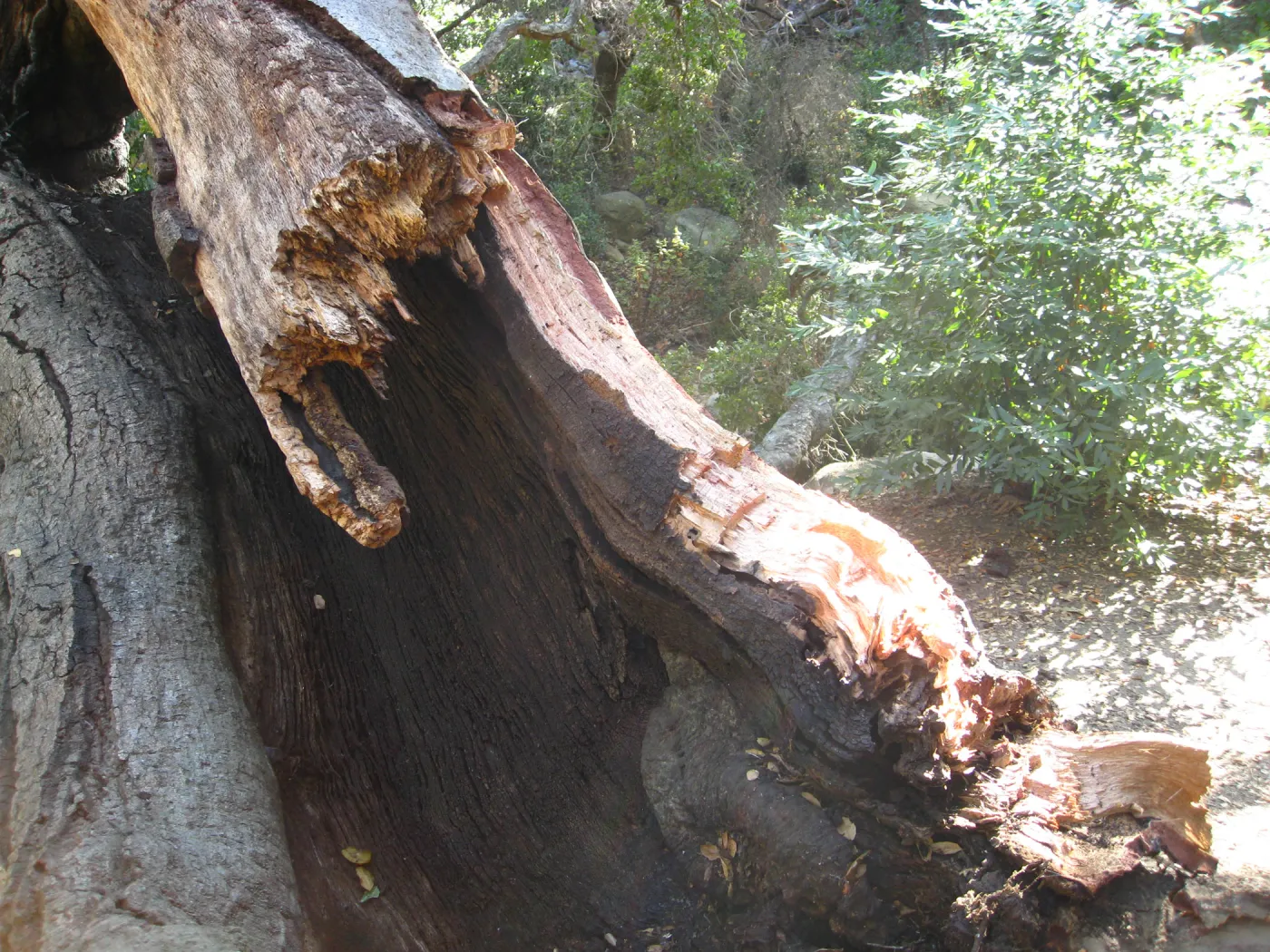 Demise of coast live oak with Ruth Emmanuel boulder, in Canyon