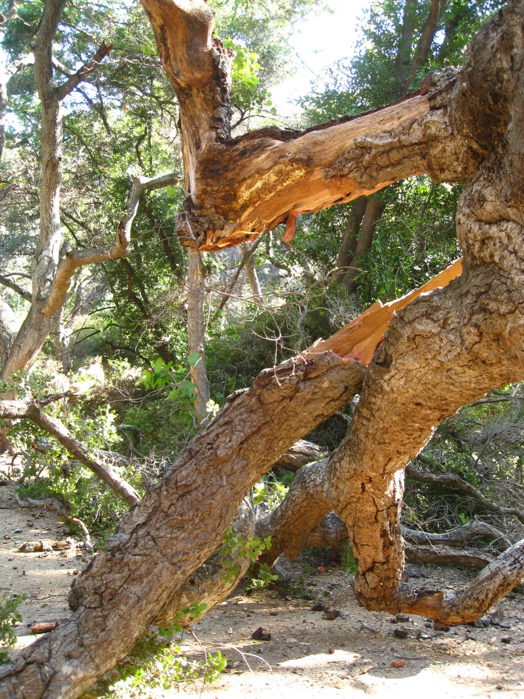 Demise of coast live oak with Ruth Emmanuel boulder, in Canyon
