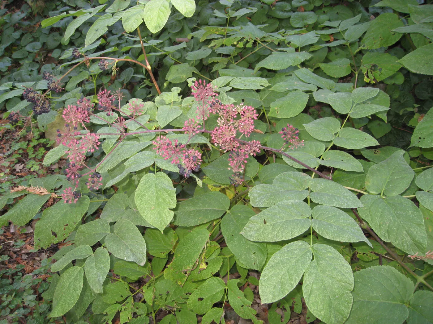 Ninebark, Physocarpus capitatus