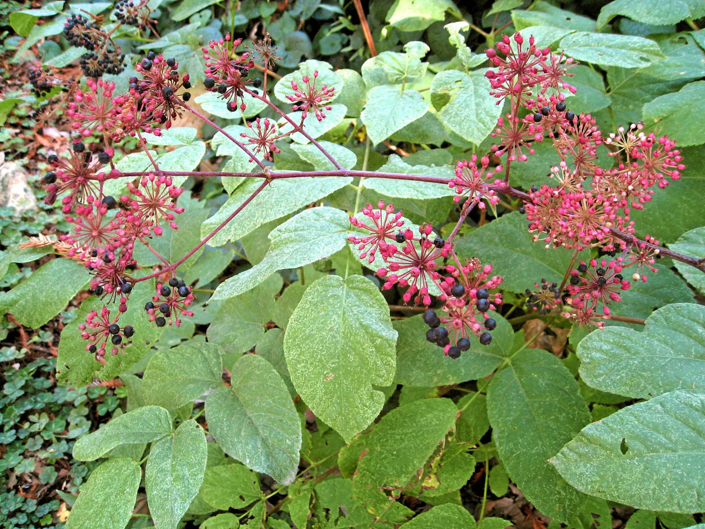 Ninebark, Physocarpus capitatus