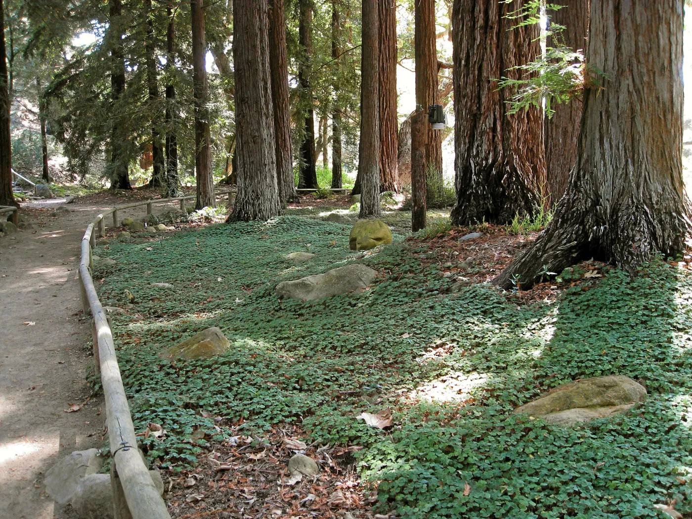Oxalis oregona in Redwood Section