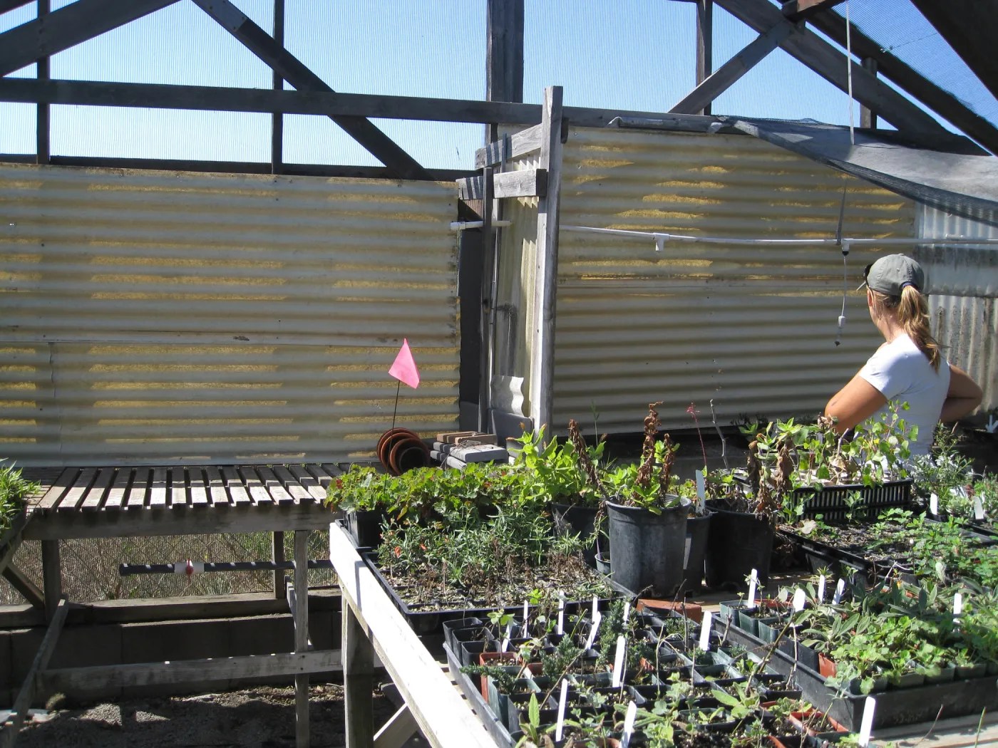Heather Wehnau at Hort unit nursery shade house
