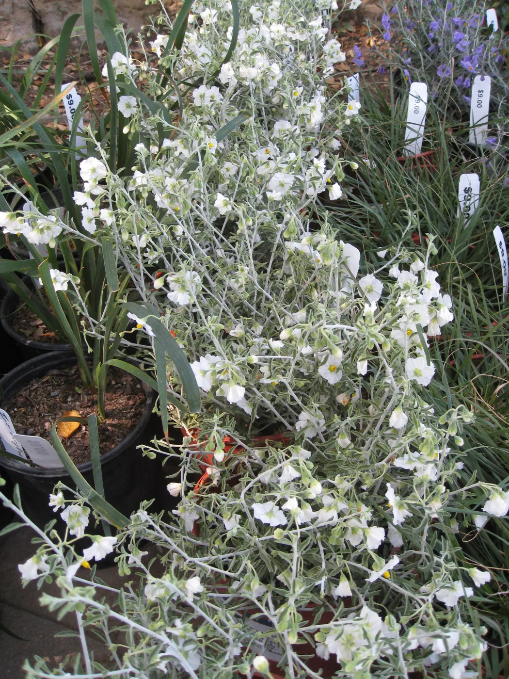Fall plant sale setup. Solanum
