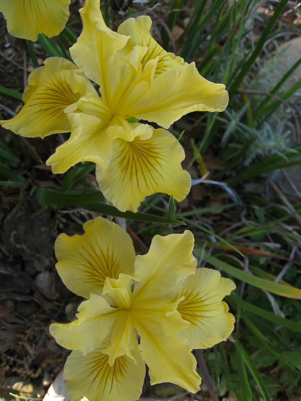 Iris Greenan Gold 04-248 in D 24