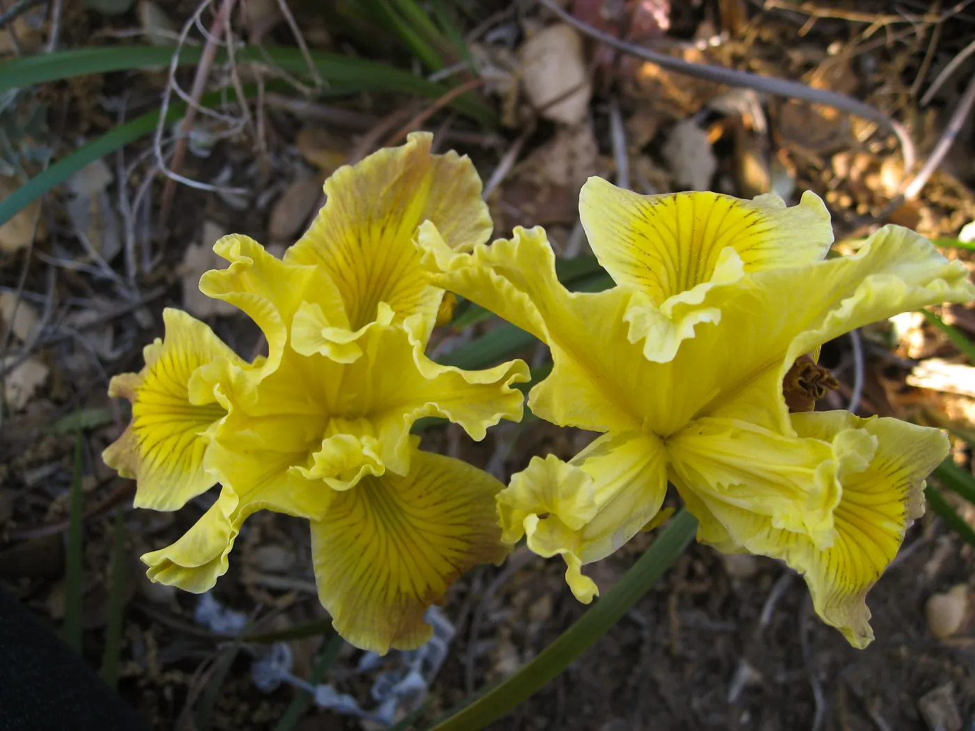 Iris Poppy, 05-19 in D 24