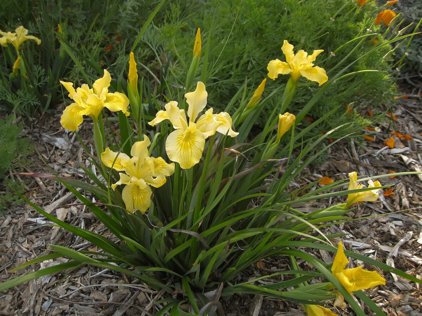 Iris â€˜Canyon Sunshine' in Groundcover Display