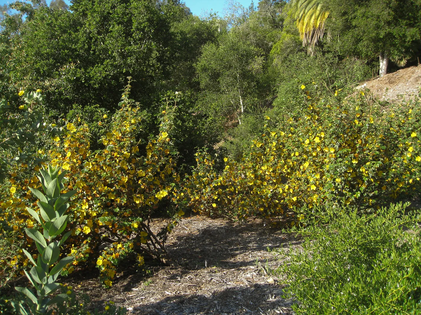 Fremontodendron in bloom at the Tunnel Triangle