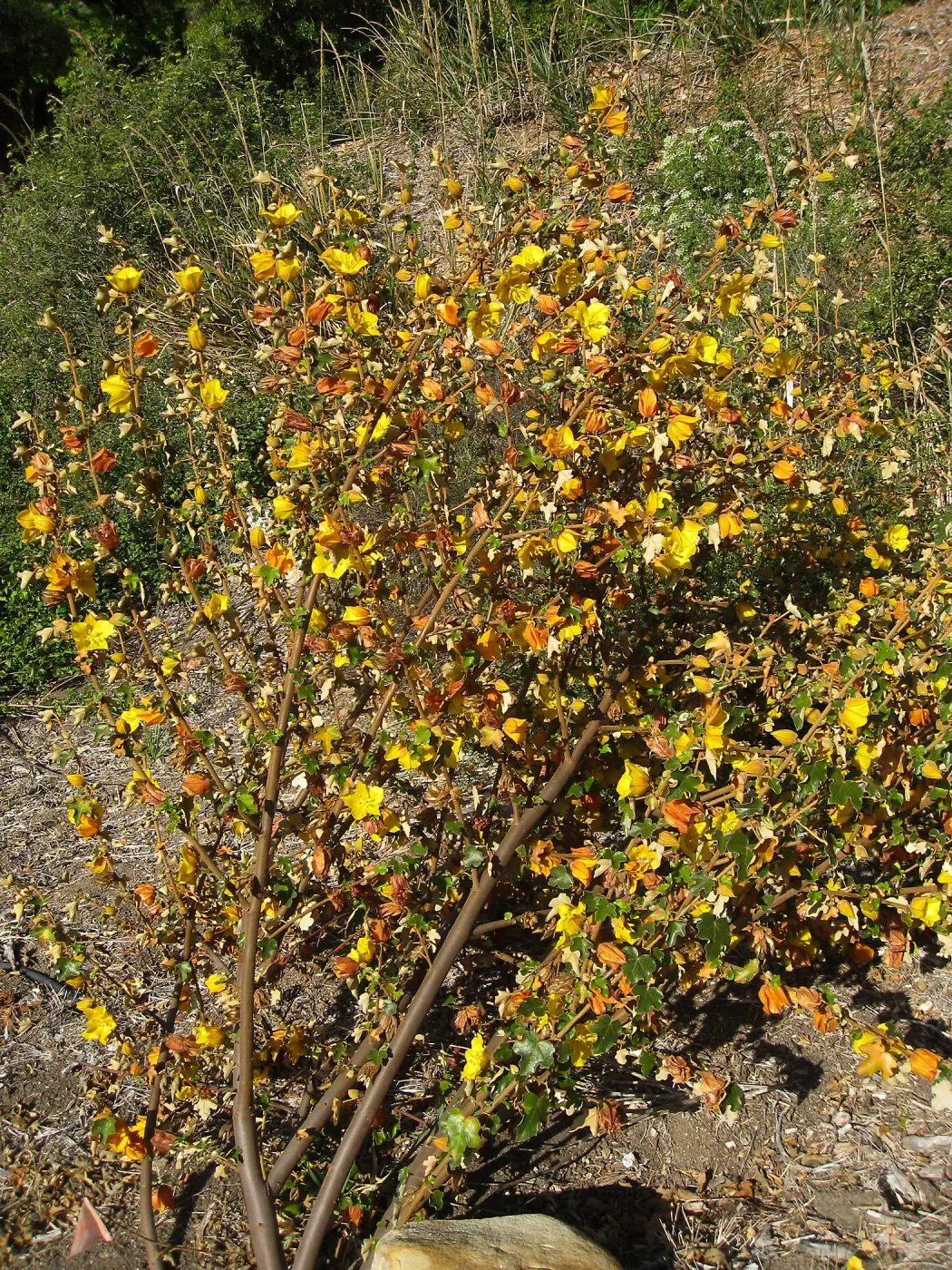 Fremontodendron in bloom at the Tunnel Triangle