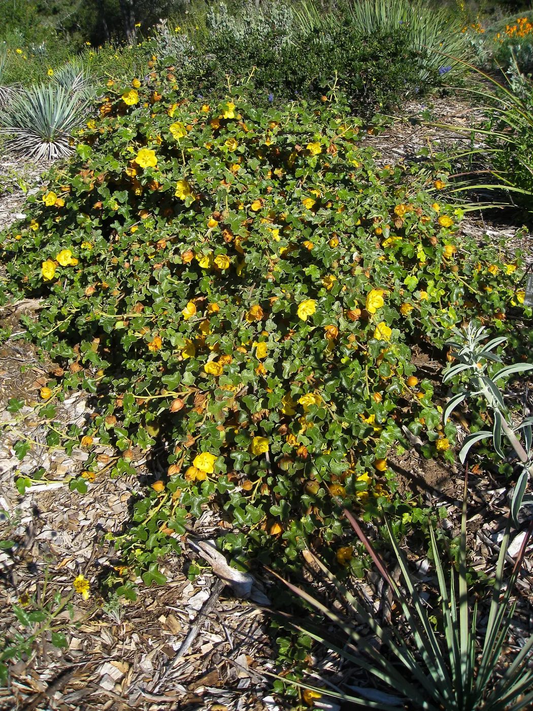 Fremontia â€˜Daras Gold' on the Porter Trail