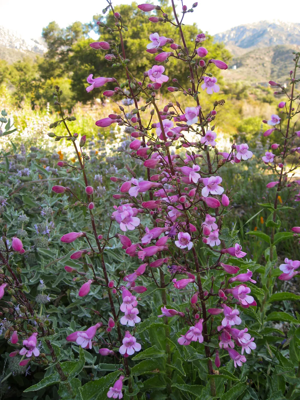 Penstemon spectabilis hybrids on the Porter Trail