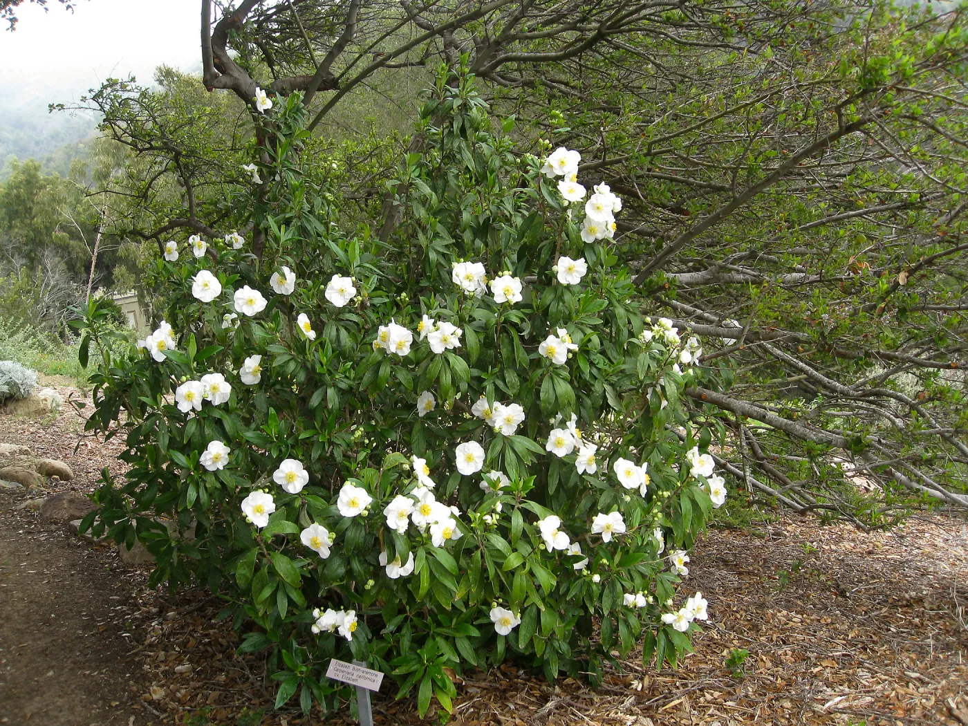 Carpenteria californica on the Porter Trail