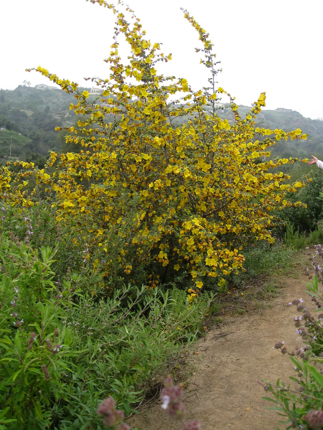 Flannel bush on the Porter Trail. Fremontodendron