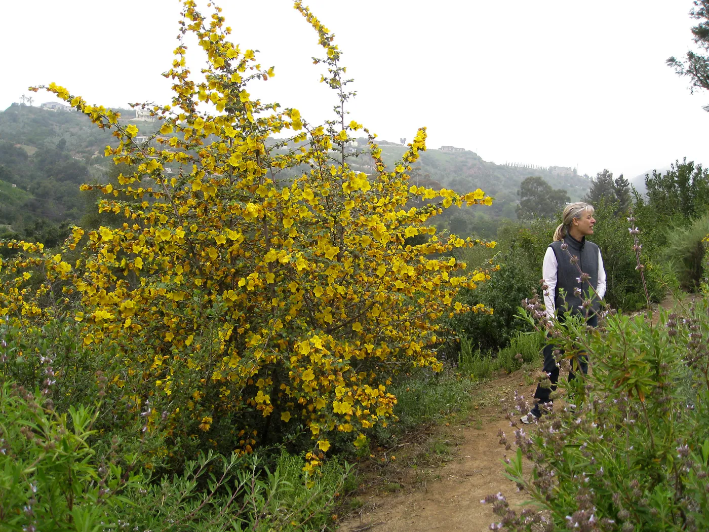 Flannel bush on the Porter Trail. Fremontodendron