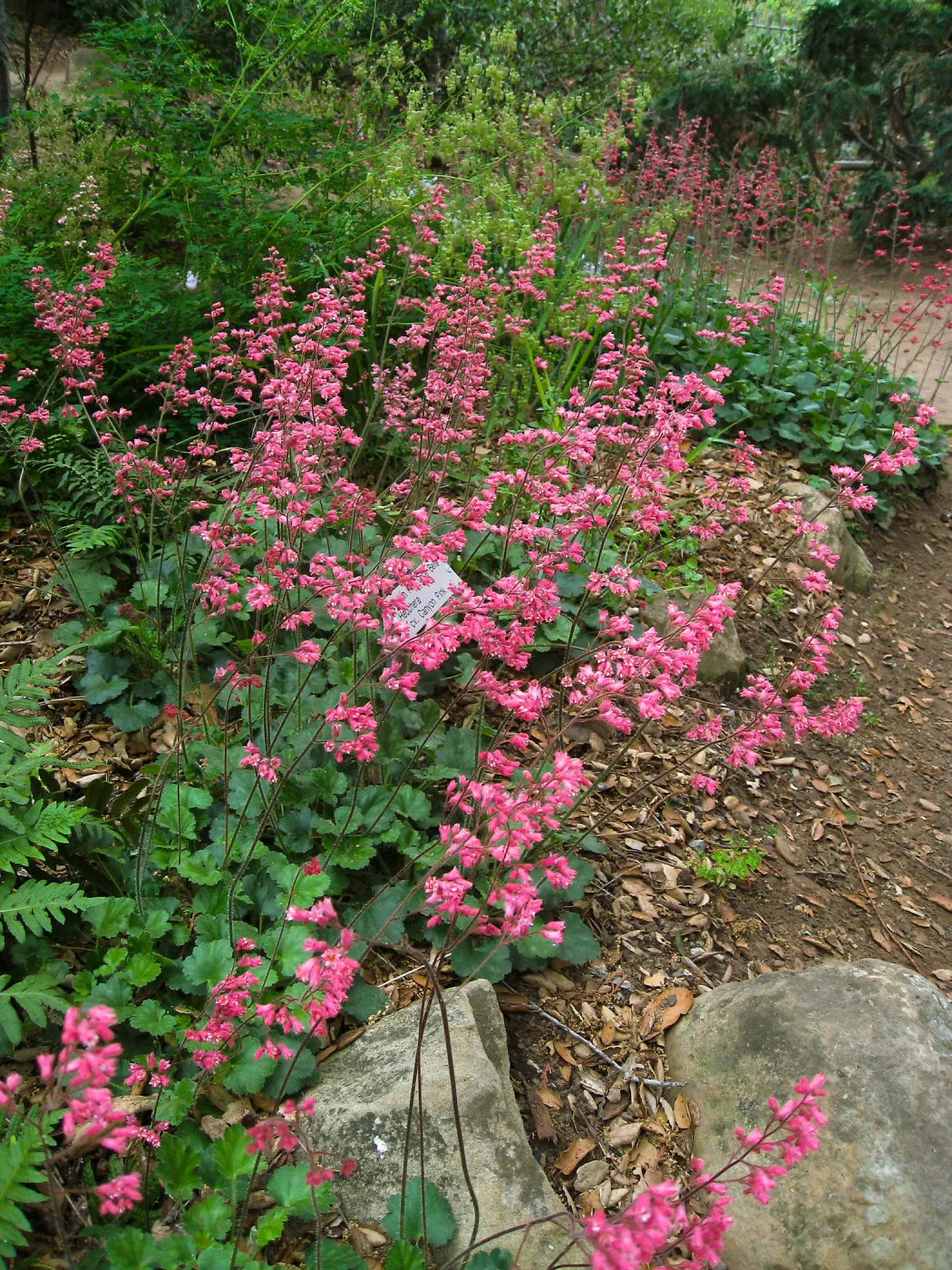 Heuchera 'Canyon Pink'