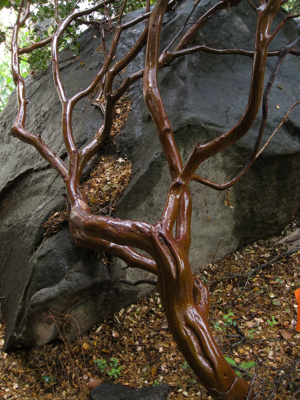 Arctostaphylos glauca wet bark