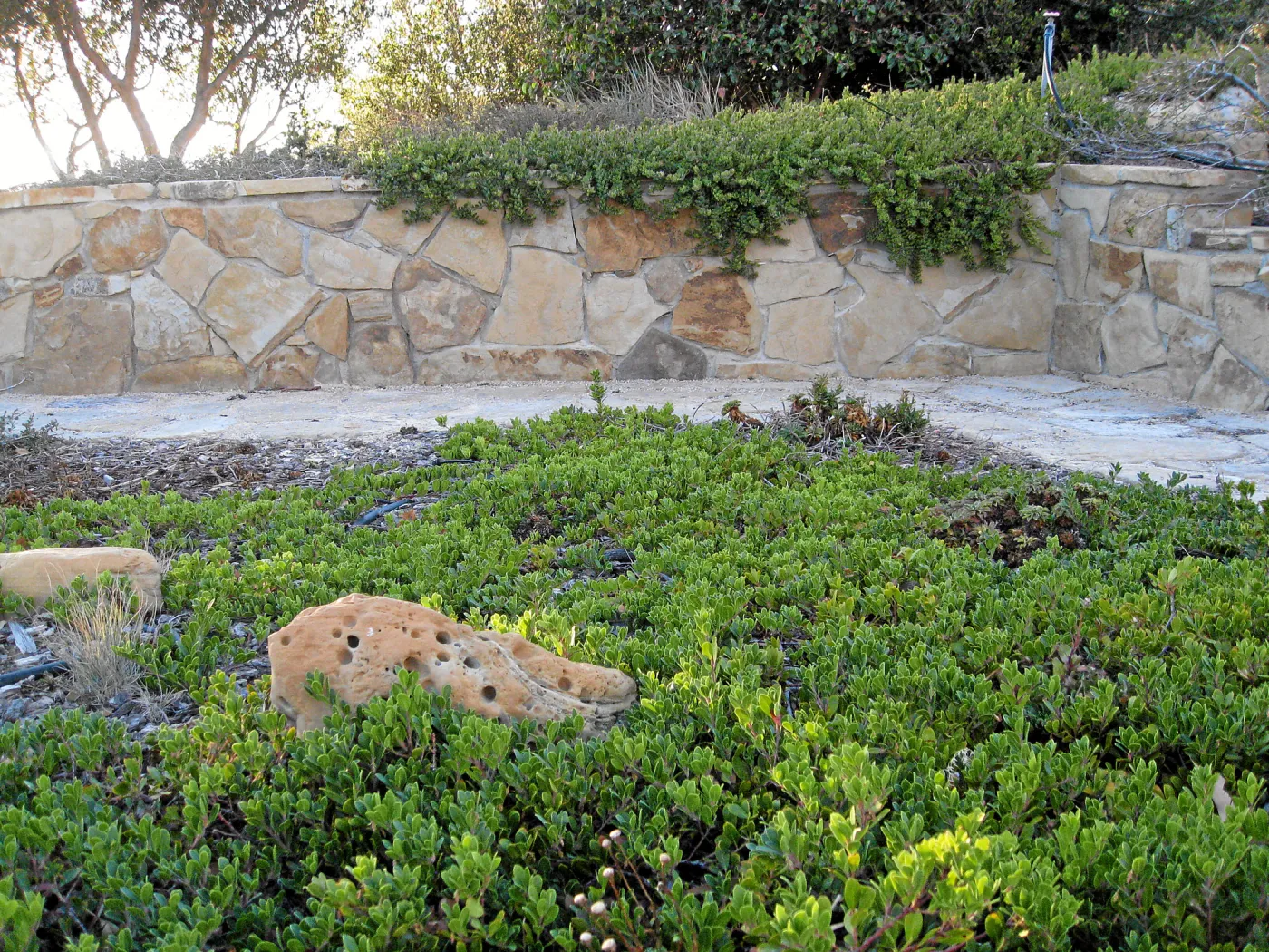 Ground cover manzanita at the Connelly garden in Hollister Ranch