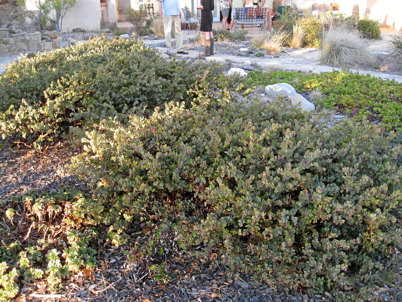 Ground cover manzanita at the Connelly garden in Hollister Ranch