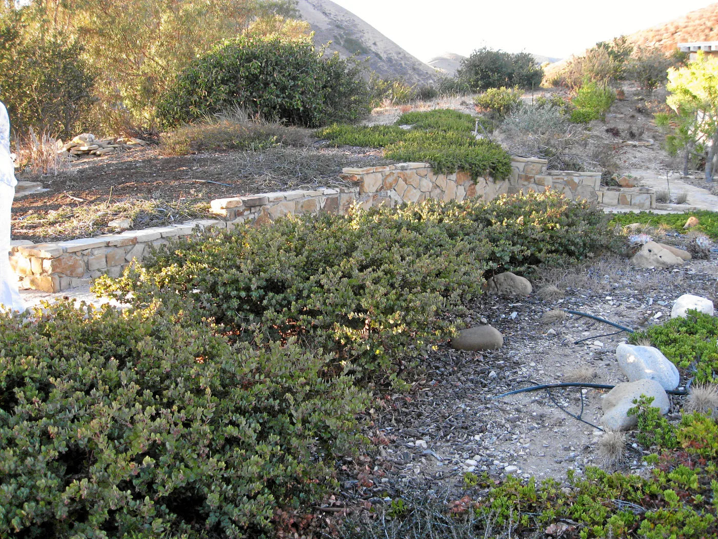 Ground cover manzanita at the Connelly garden in Hollister Ranch