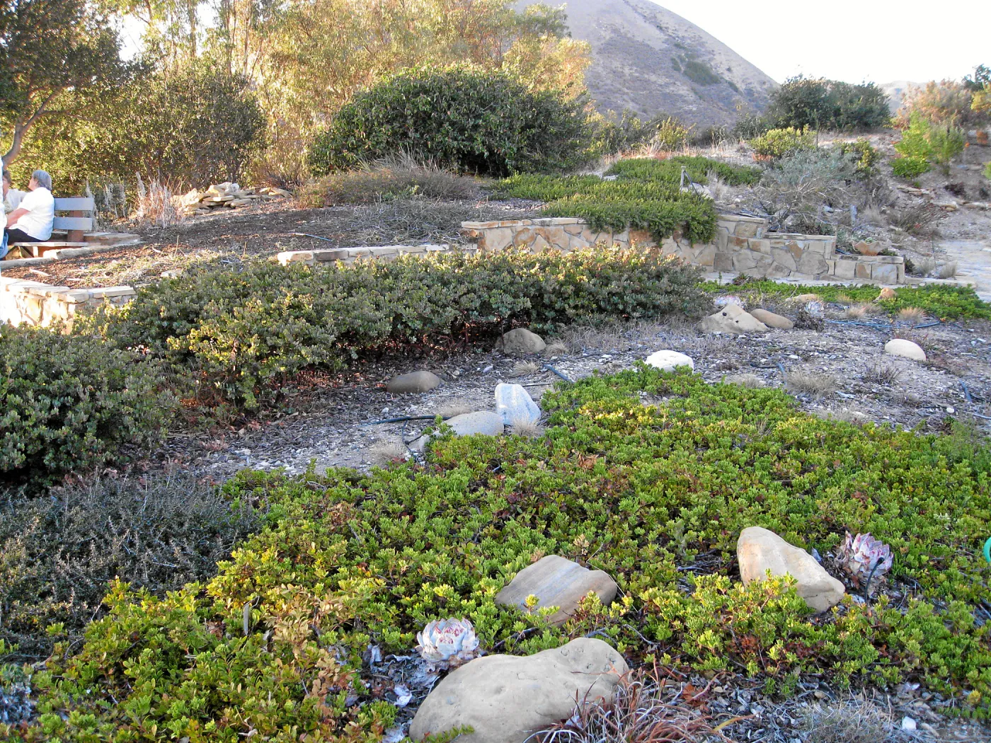 Ground cover manzanita at the Connelly garden in Hollister Ranch