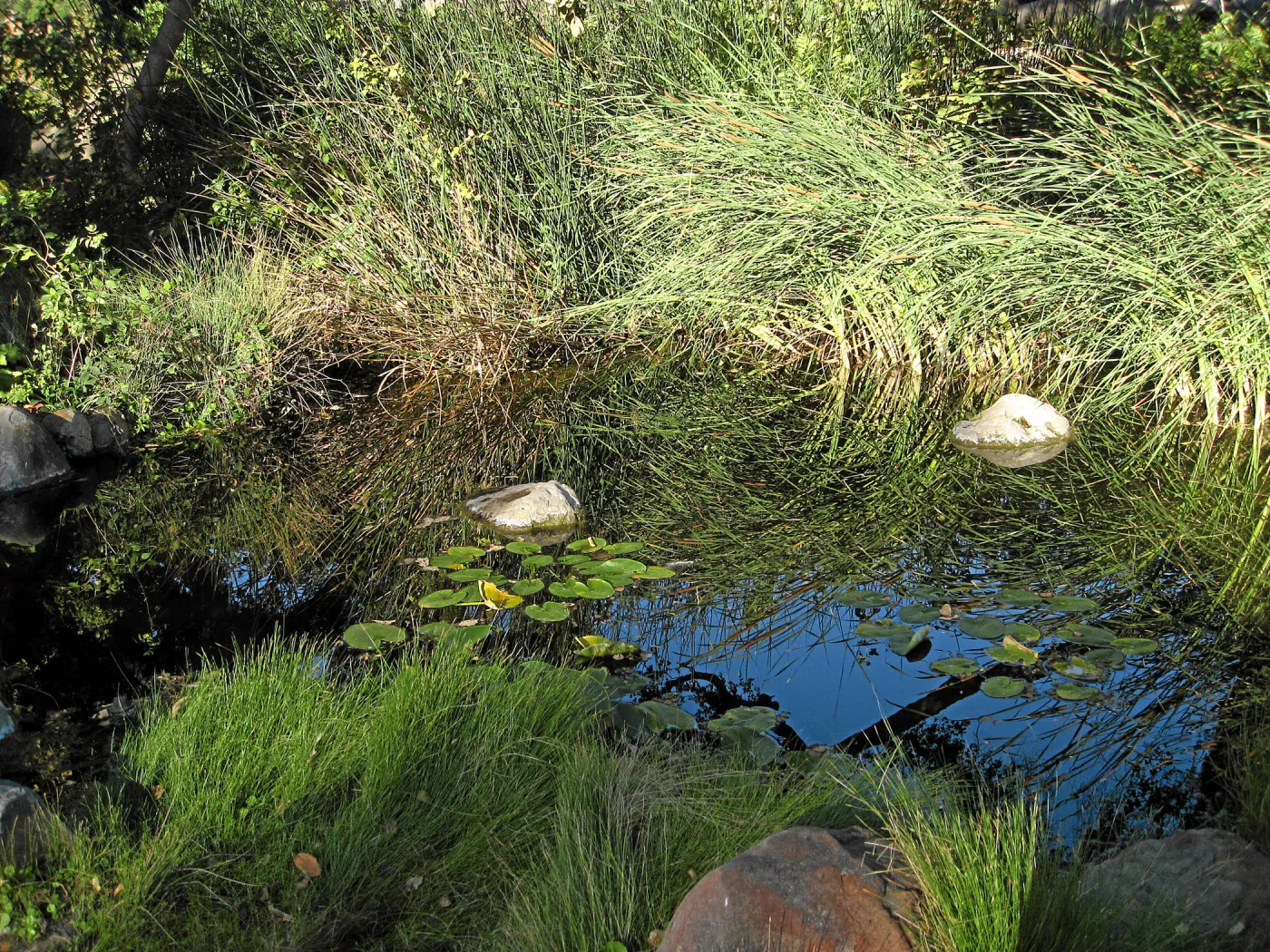 Pond with oak tree reflection