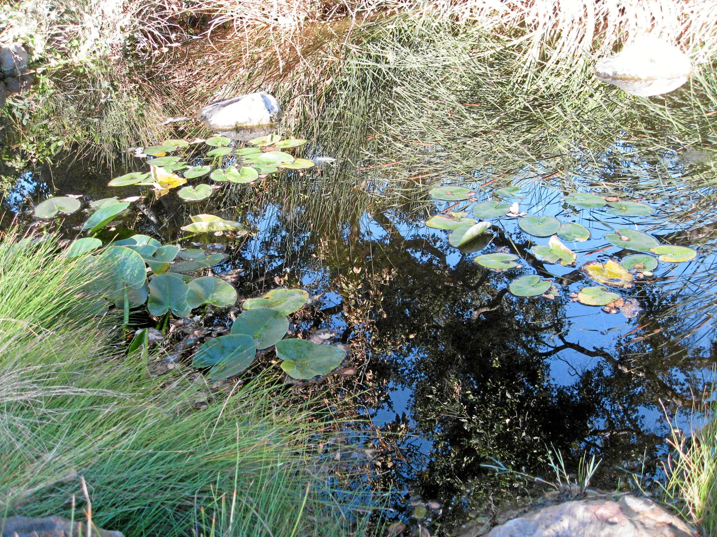 Pond with oak tree reflection
