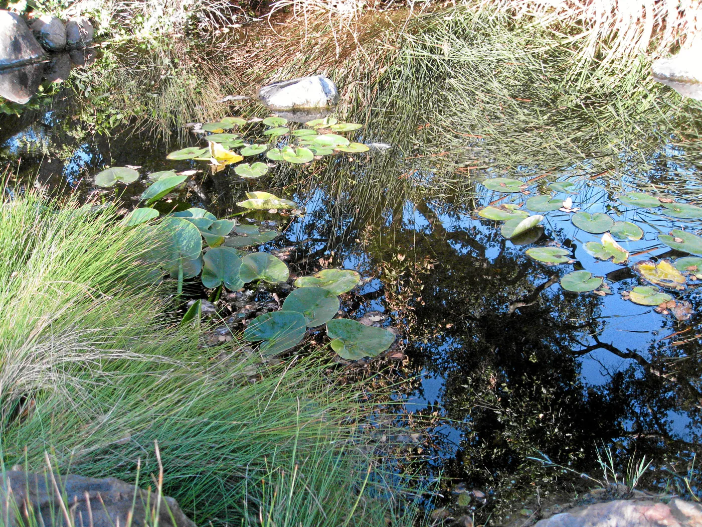 Pond with oak tree reflection