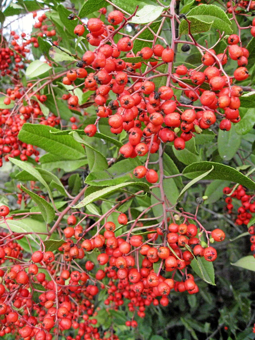 Toyon in fruit at top of parking lot