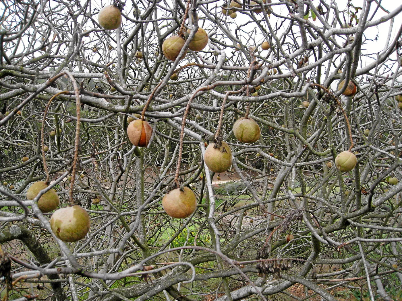 Buckeye fruit, Aesculus 