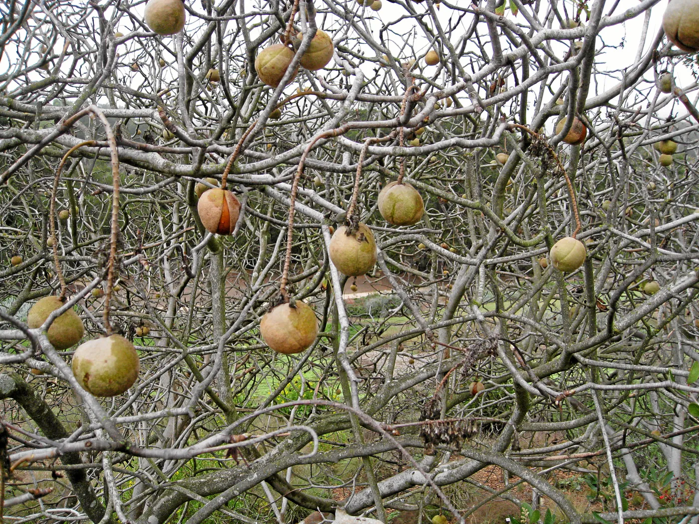 Buckeye fruit, Aesculus 