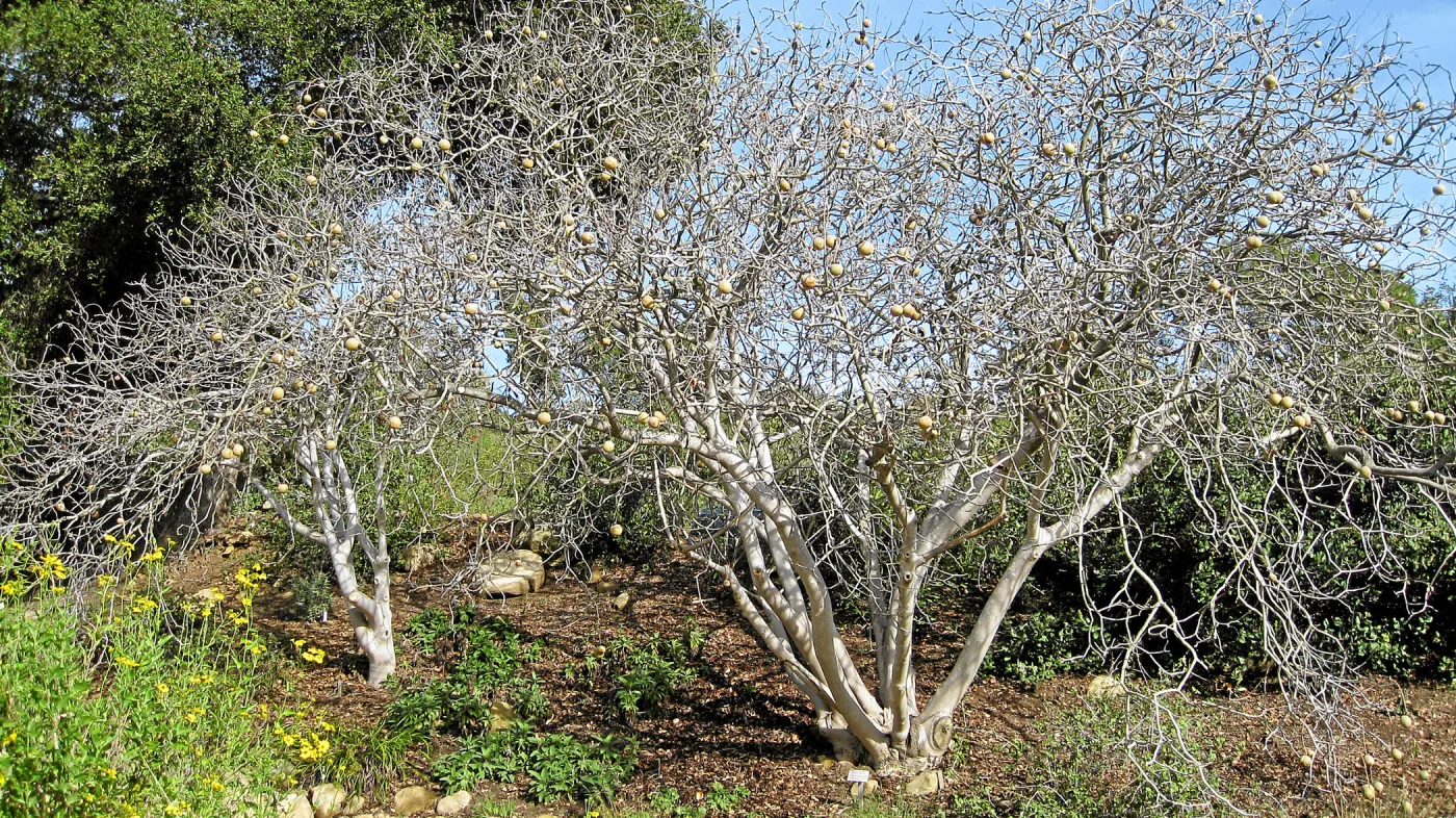 Horse chestnut, Aesculus in fruit on parking lot bank