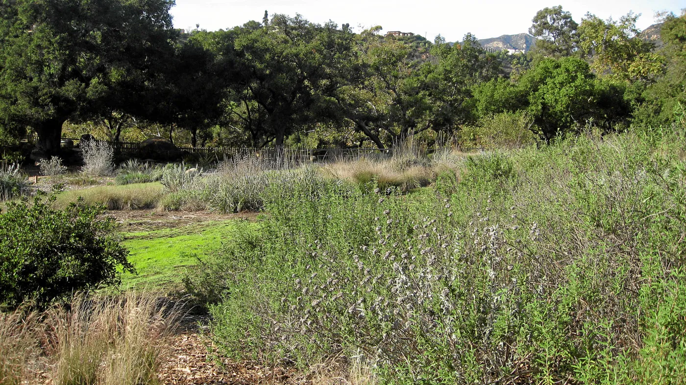 Salvia 'Pacific Blue' on east side of Meadow