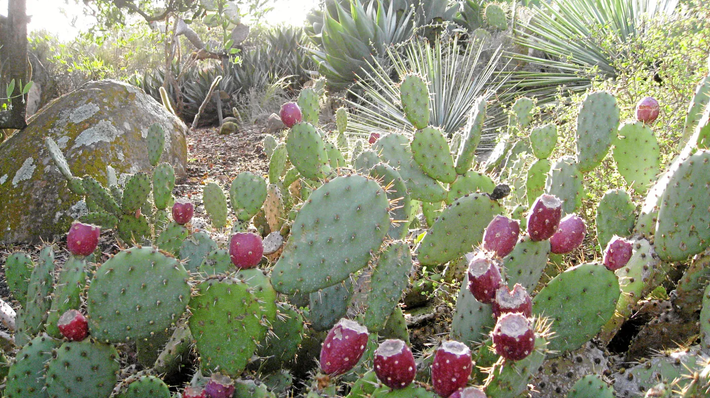Opuntia vaseyi in fruit in the Desert Section