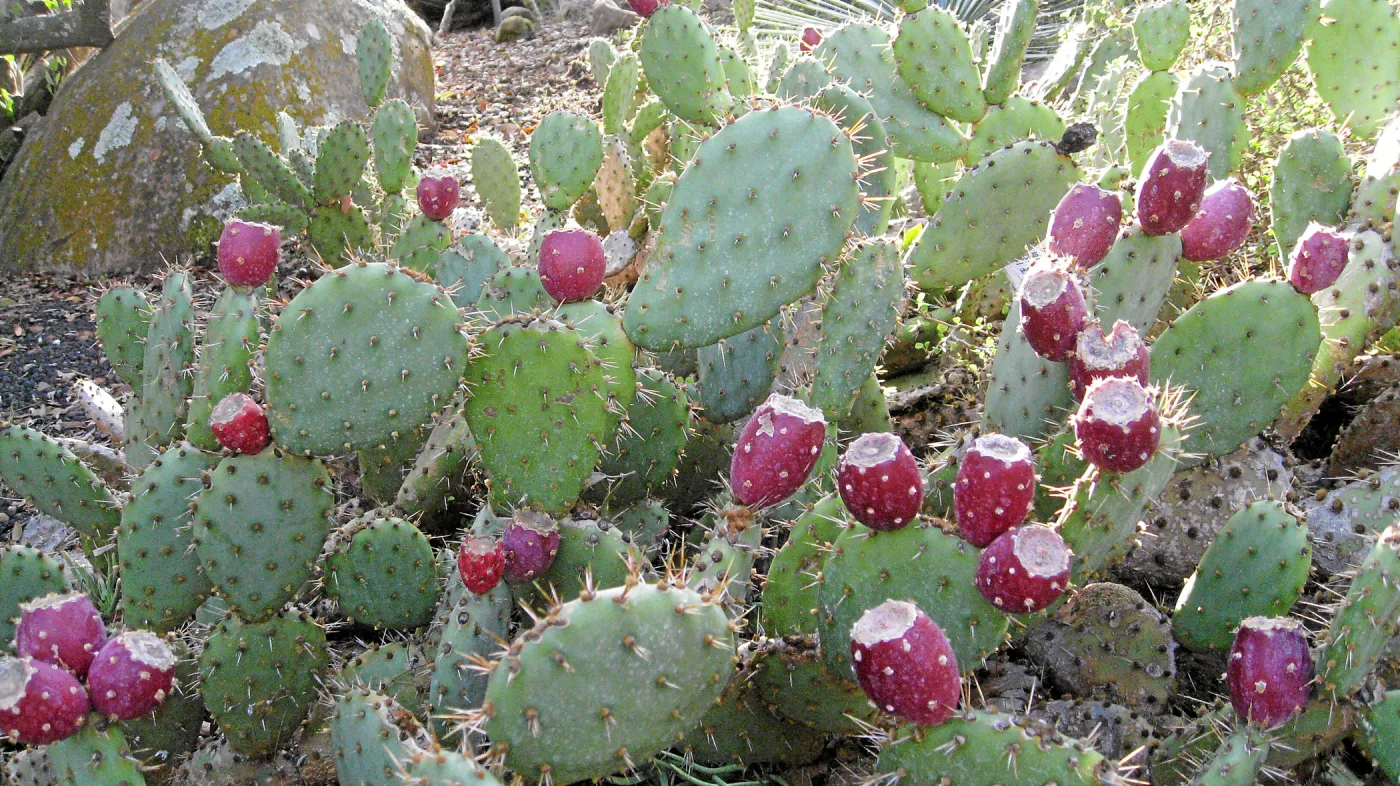 Opuntia vaseyi in fruit in the Desert Section
