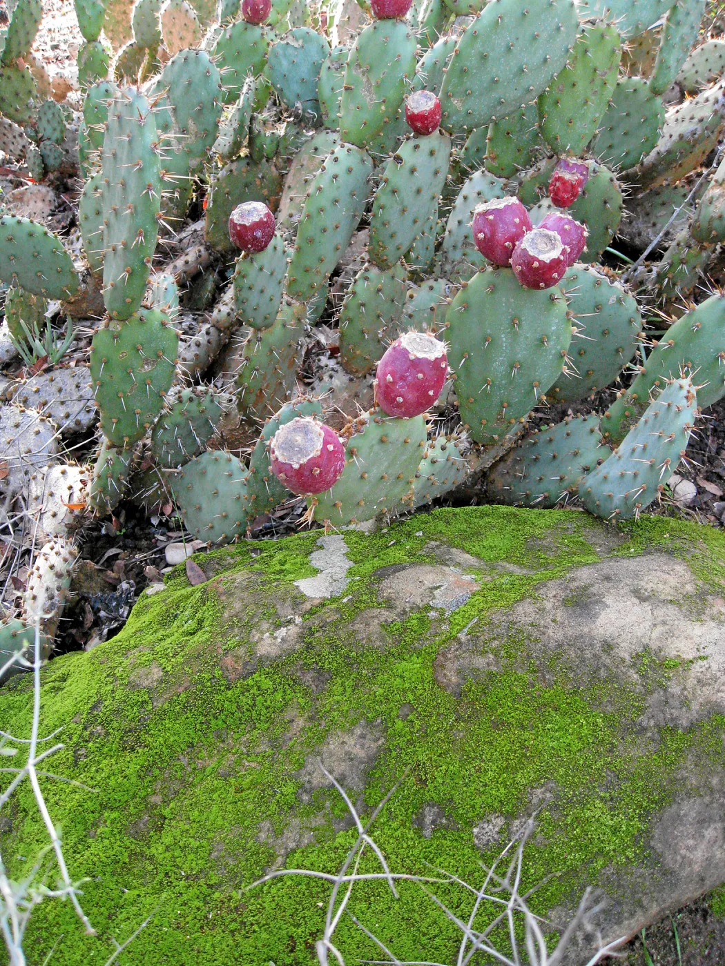 Opuntia vaseyi in fruit in the Desert Section