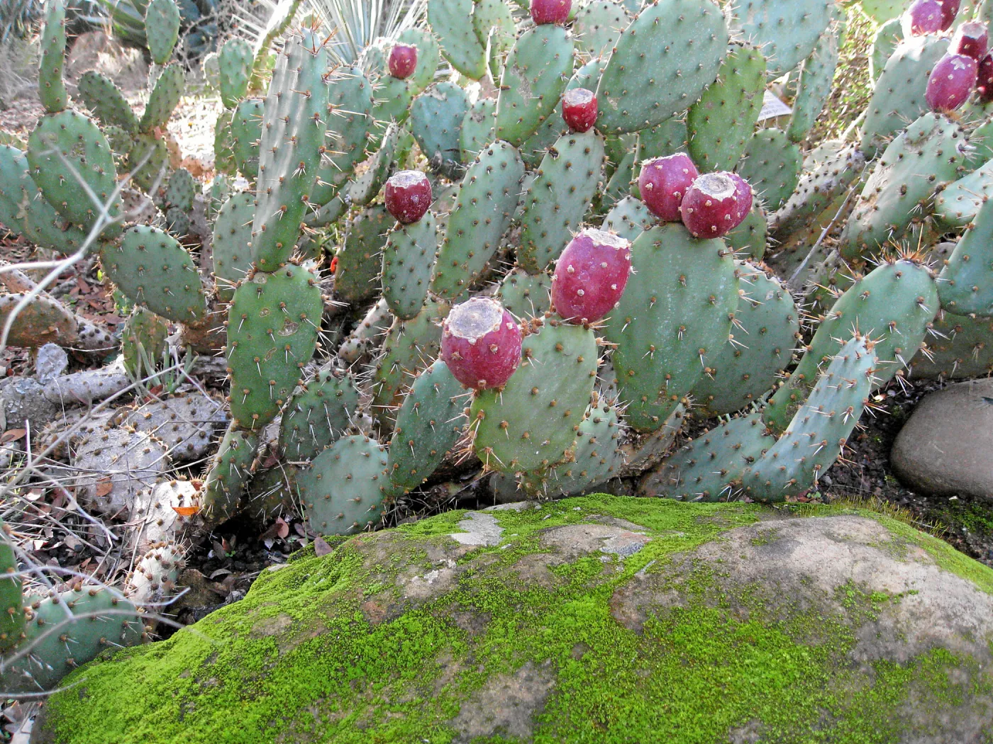 Opuntia vaseyi in fruit in the Desert Section