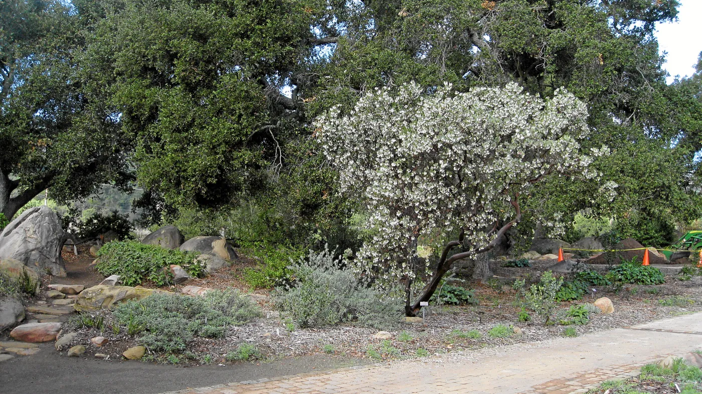 Arctostaphylos glauca in flower on west side of the Meadow