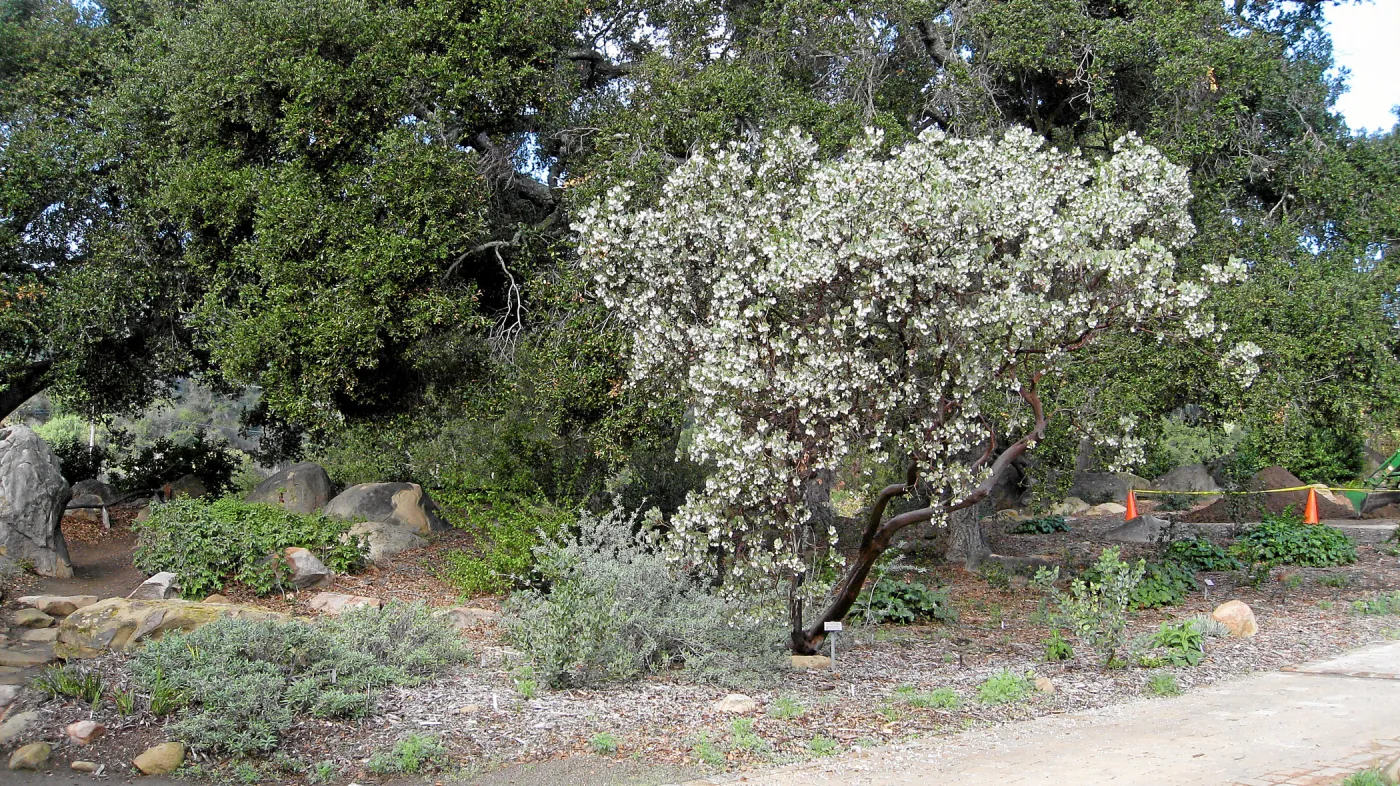 Arctostaphylos glauca in flower on west side of the Meadow