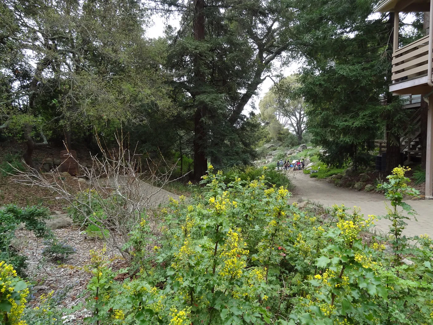 Berberis nevinii in bloom, Arroyo Section