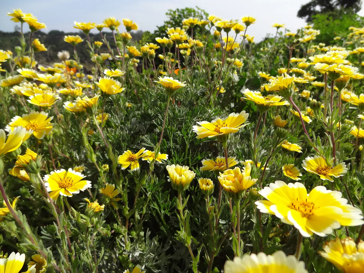 Wildflower display on the east side of the Garden