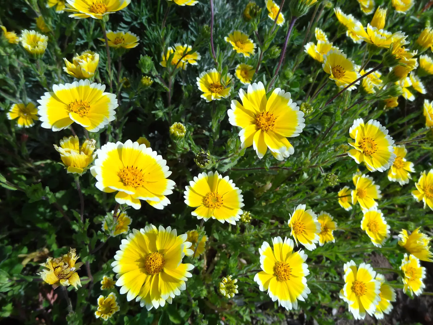 Wildflower display on the east side of the Garden