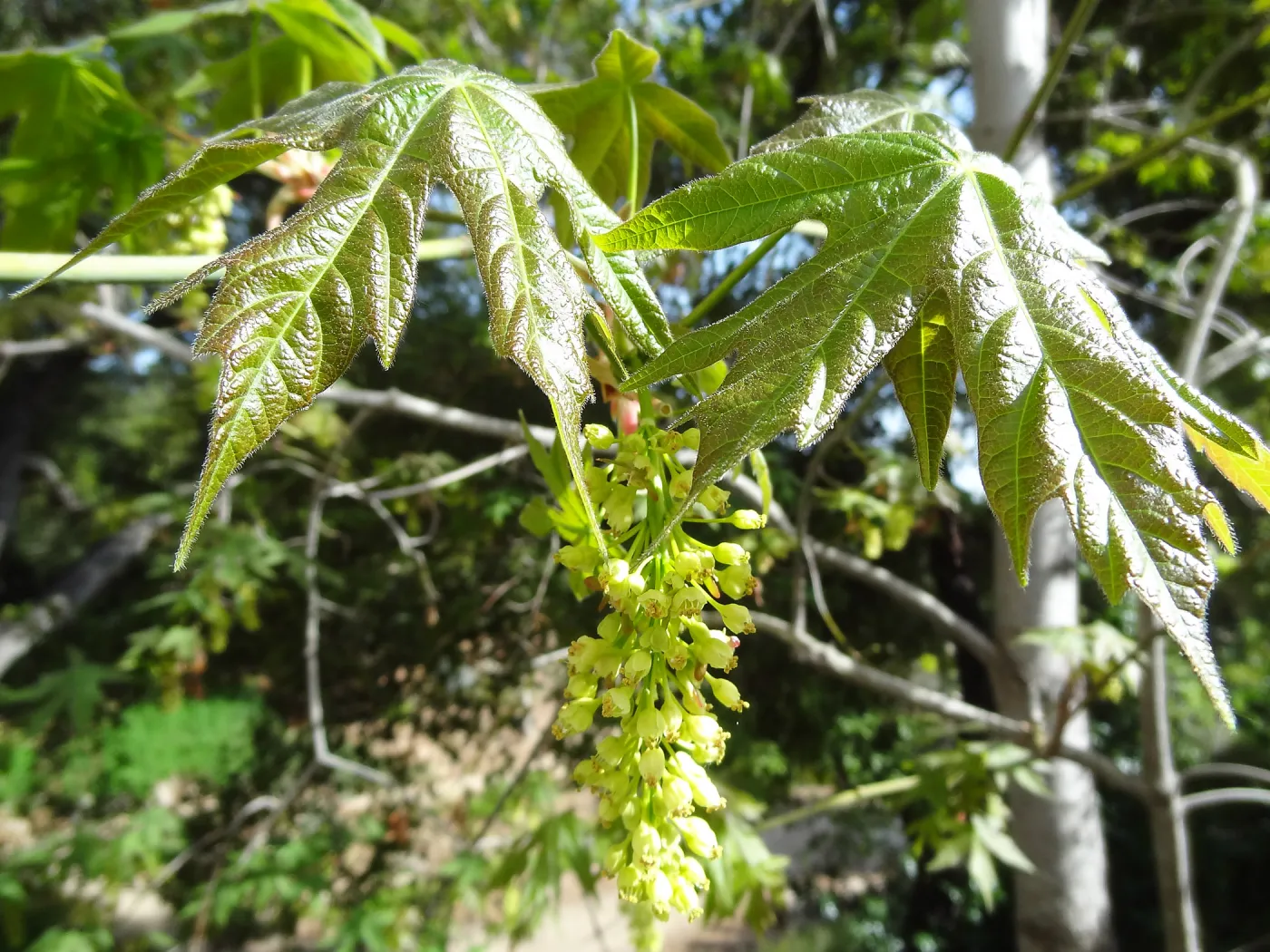Sycamore inflorescence and leaves