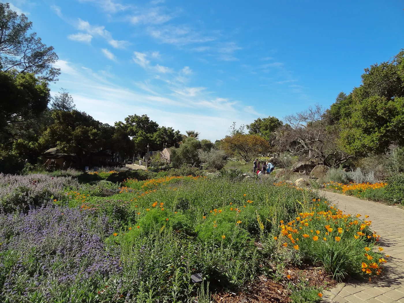 Lower Meadow in bloom, Ground cover display, wildflower display, SBBG
